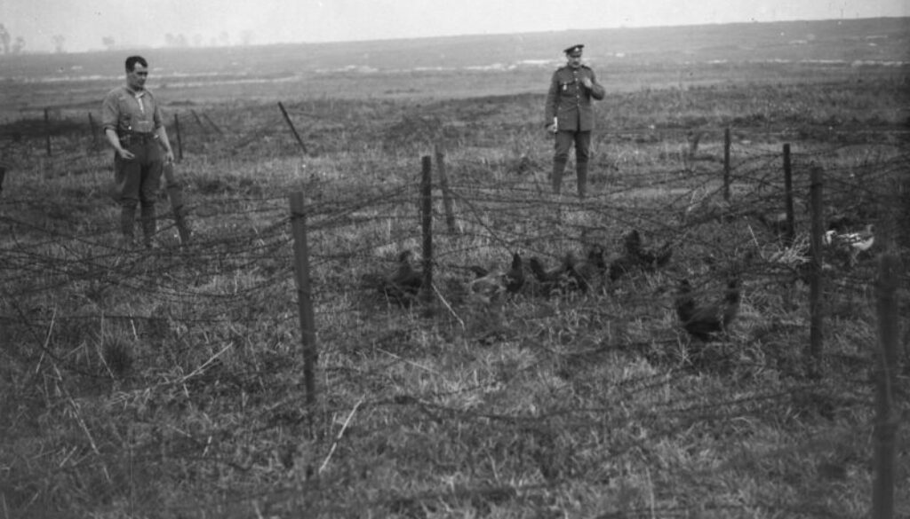 268_Canadians with their chickens in Hindenburg Line. Advance East of Arras. October, 1918.
